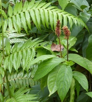 Ferns and flowers